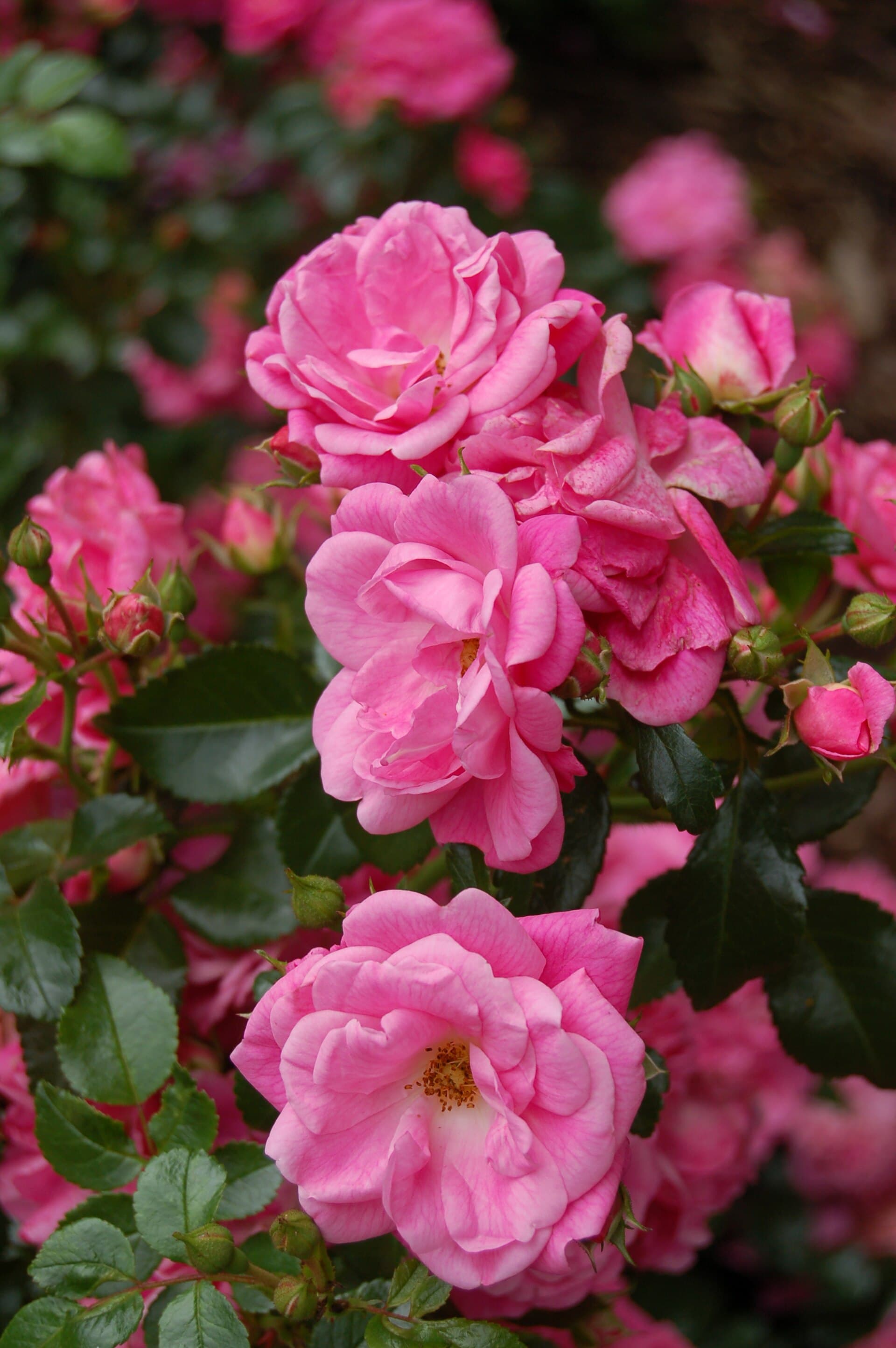 Palmengarten Frankfurt