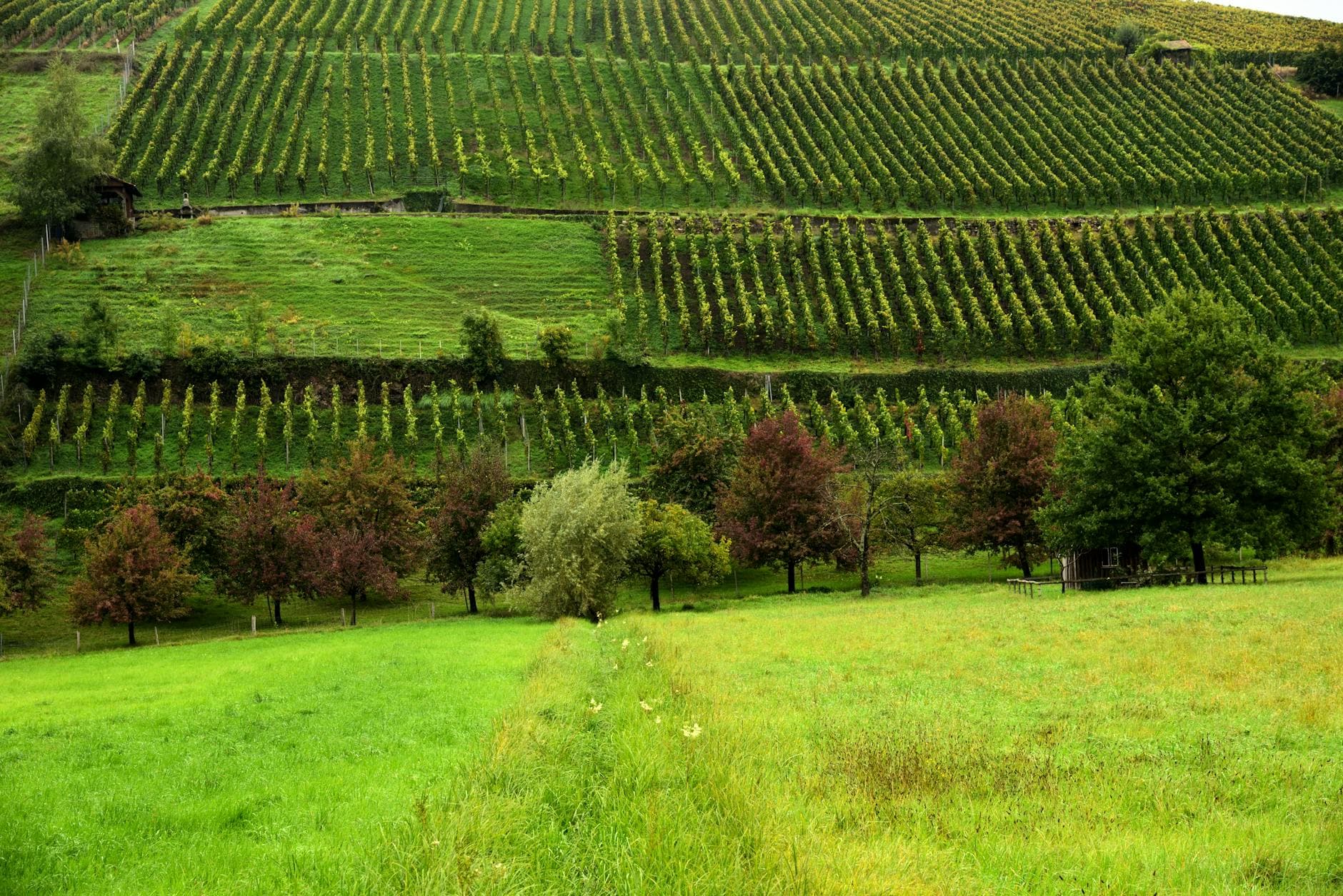Wellnessregion Neusiedler See