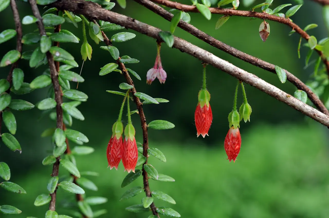 Flora und Botanischer Garten