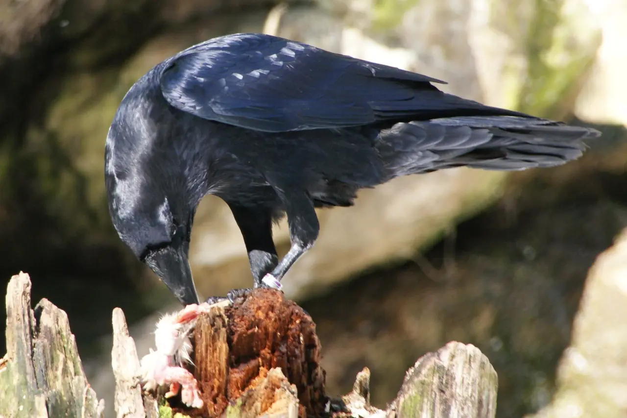 Nationalpark Bayerischer Wald