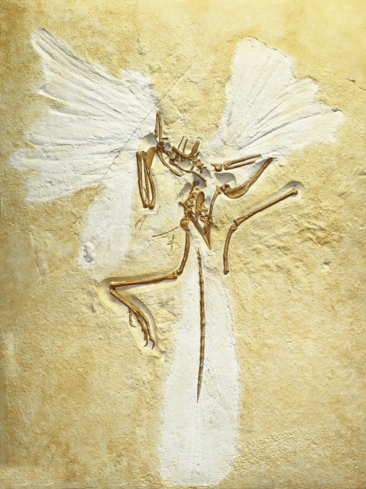 Staatliches Museum für Naturkunde Karlsruhe
