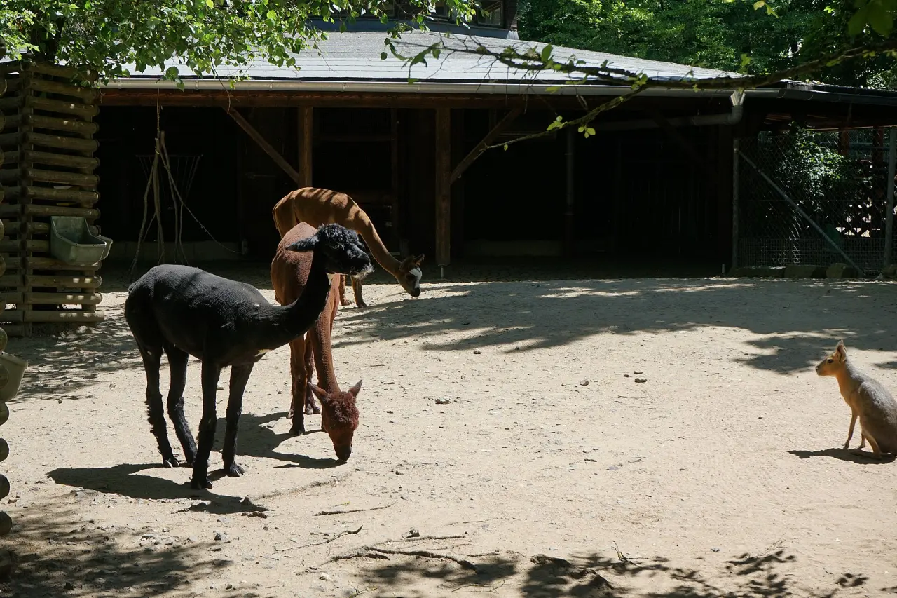 Zoo Hof