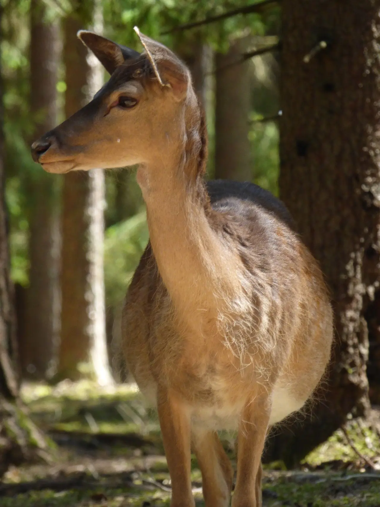 Wildpark Hufeisen