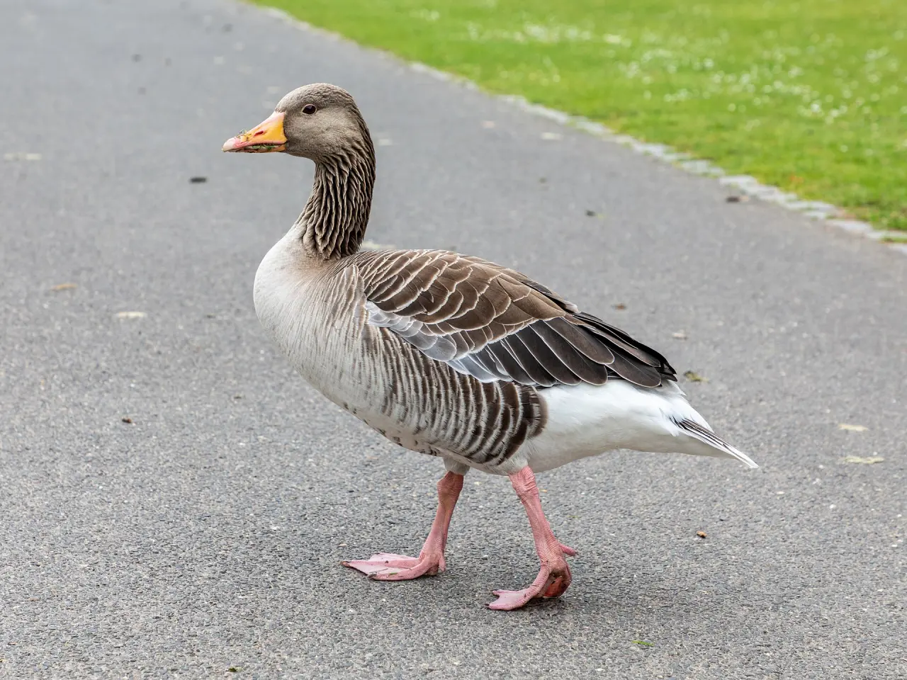 Freizeitpark Rheinaue
