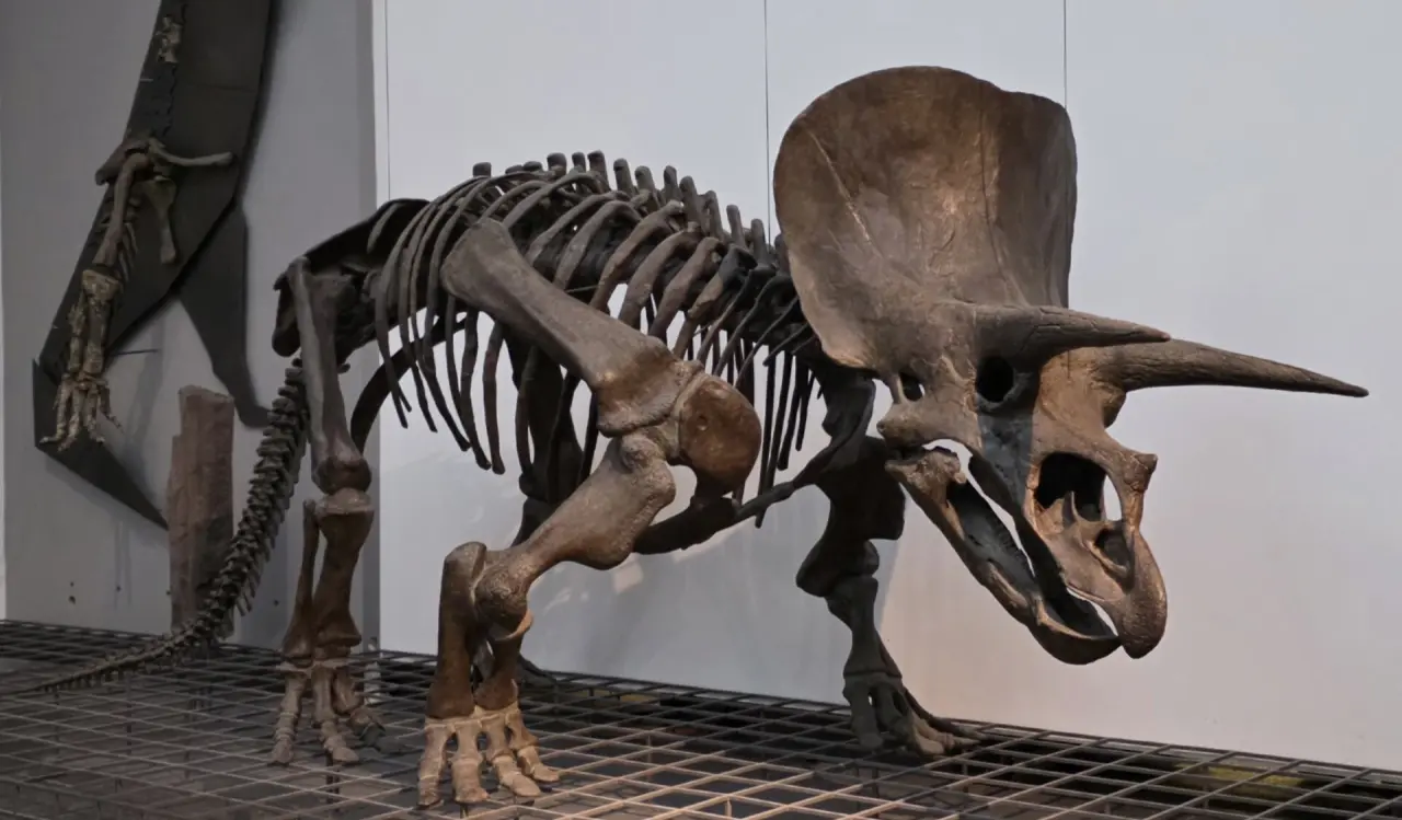 Senckenberg Naturmuseum