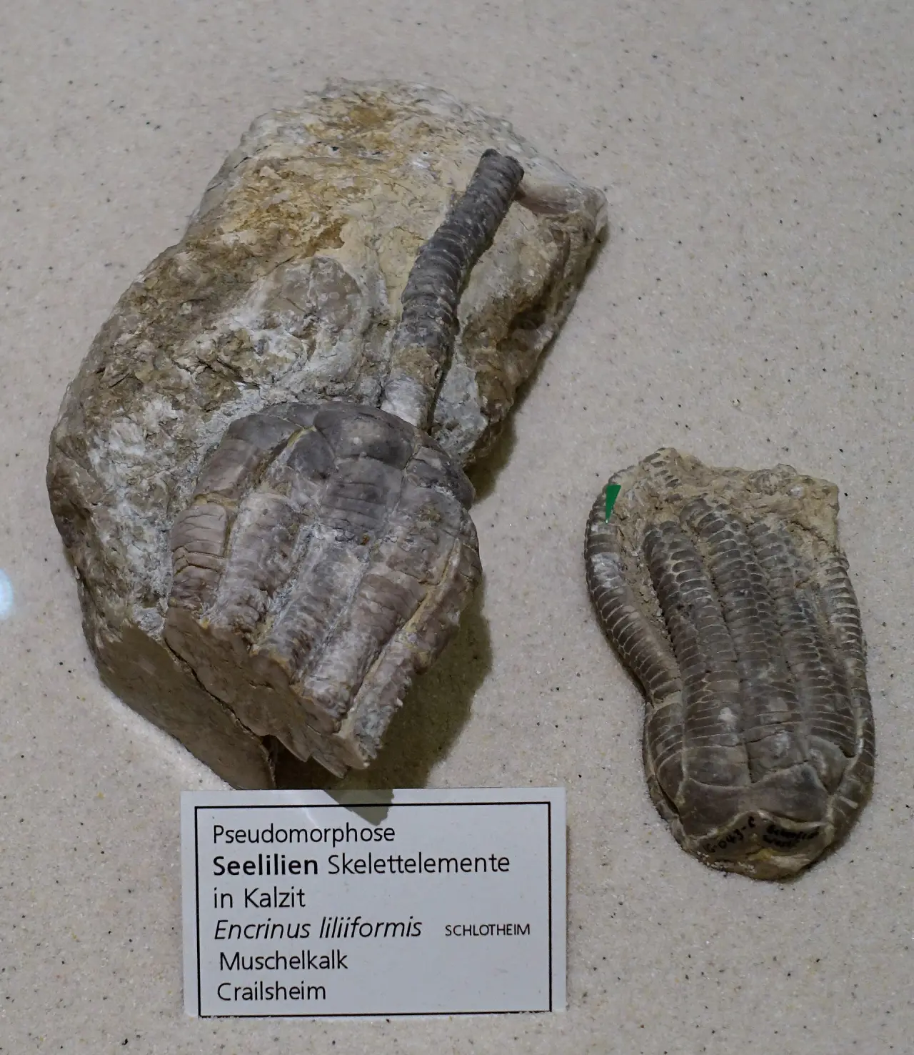 Naturhistorisches Museum