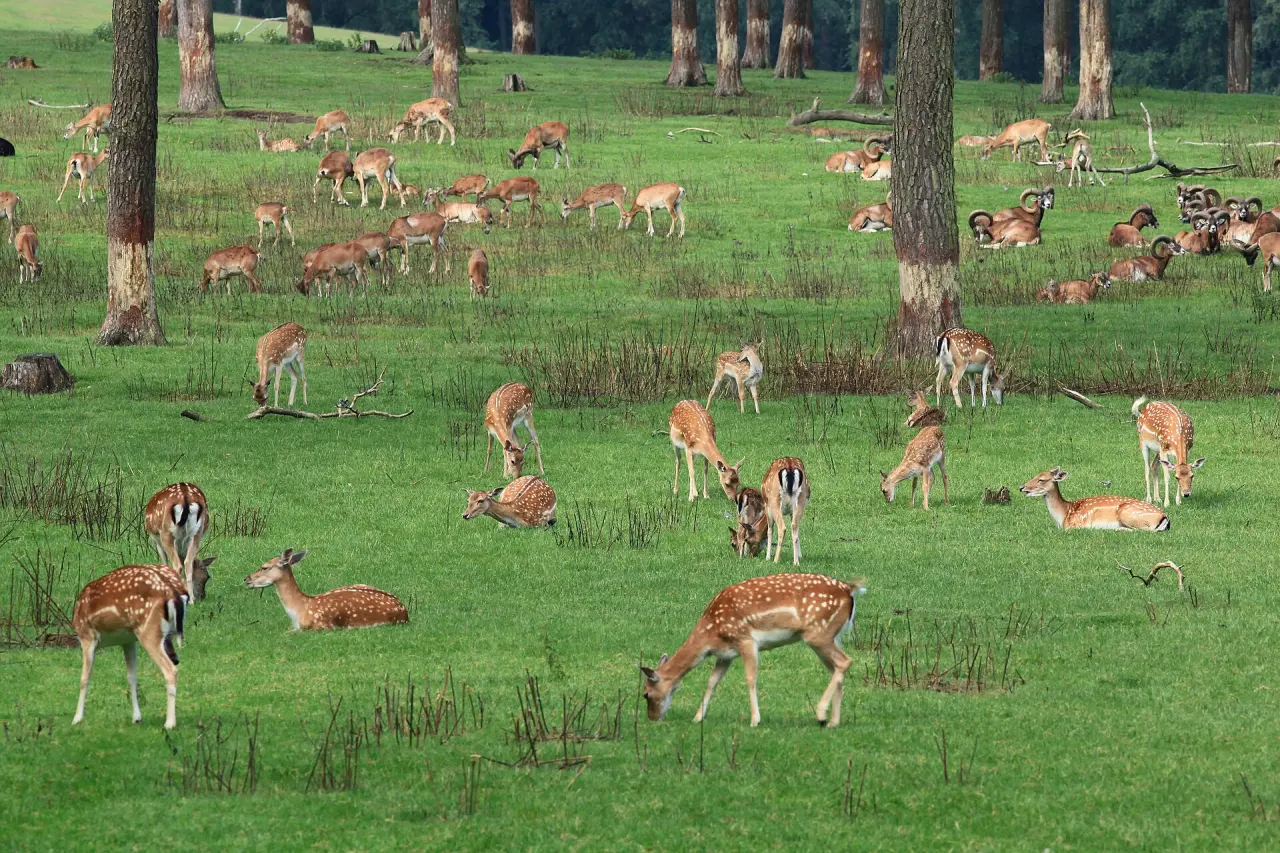 Naturwildpark Granat
