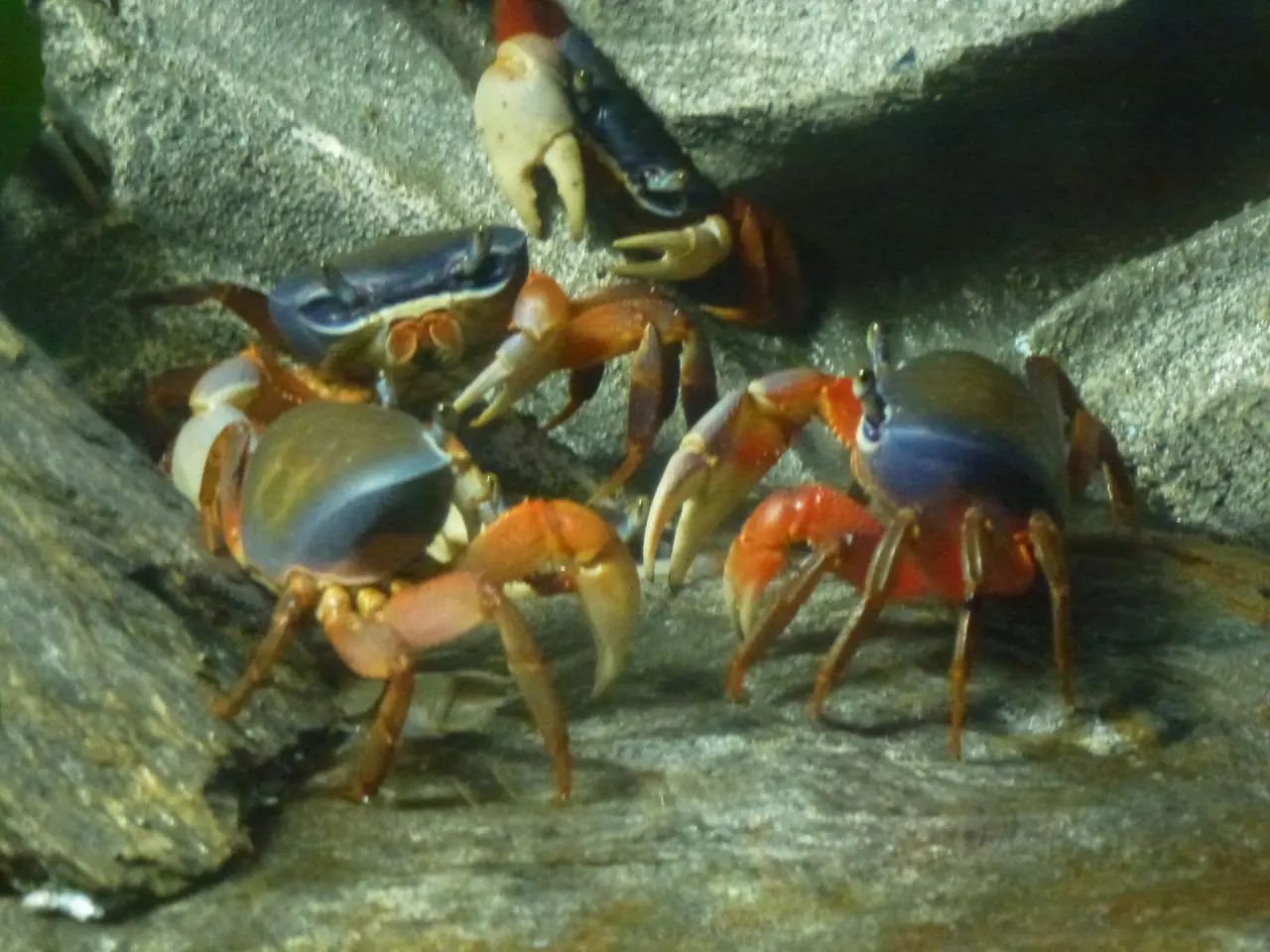 Ozeanarium Misdroy