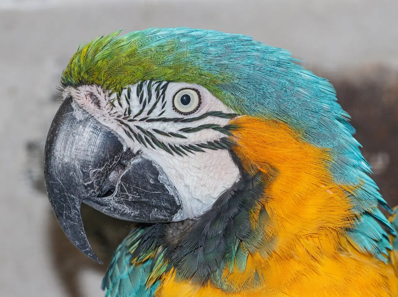 Vogelburg Weilrod