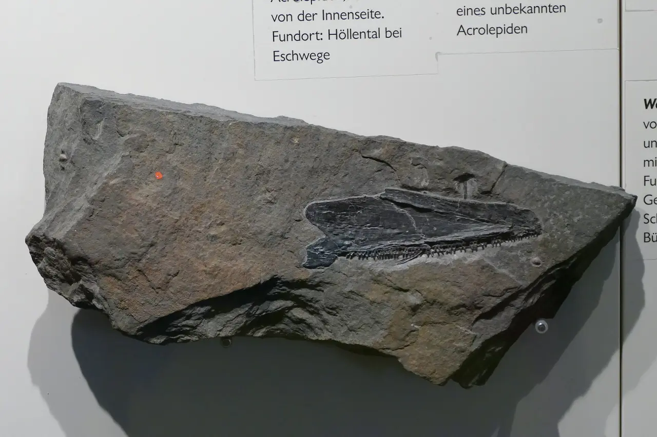 Naturkundemuseum Ottoneum