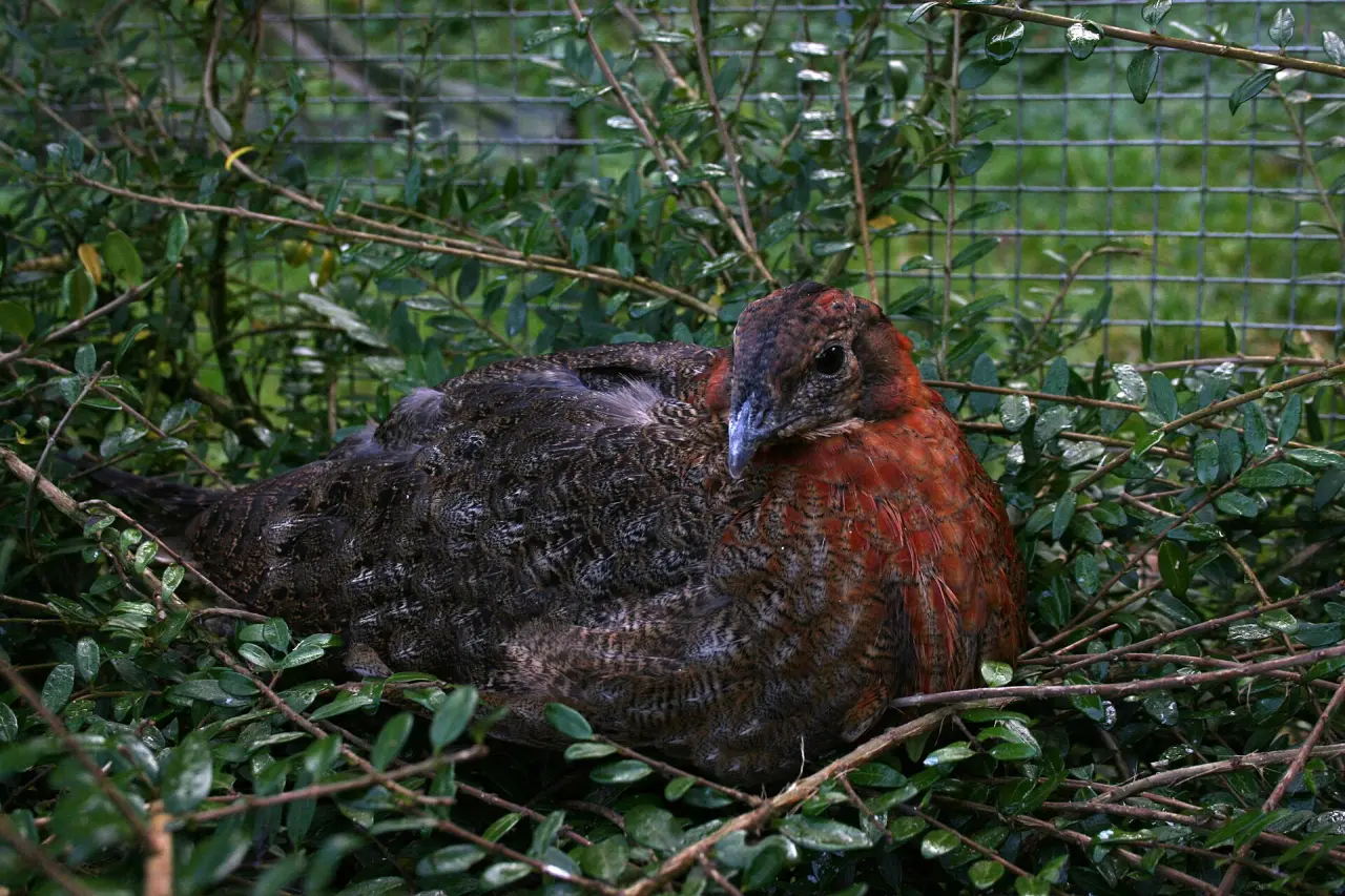 Affen- & Vogelpark Eckenhagen