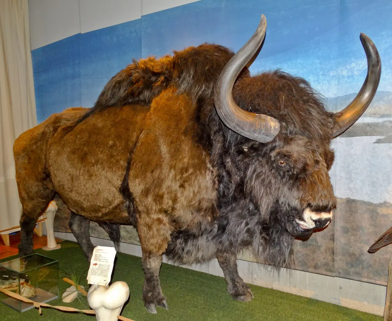 Neanderthal Museum