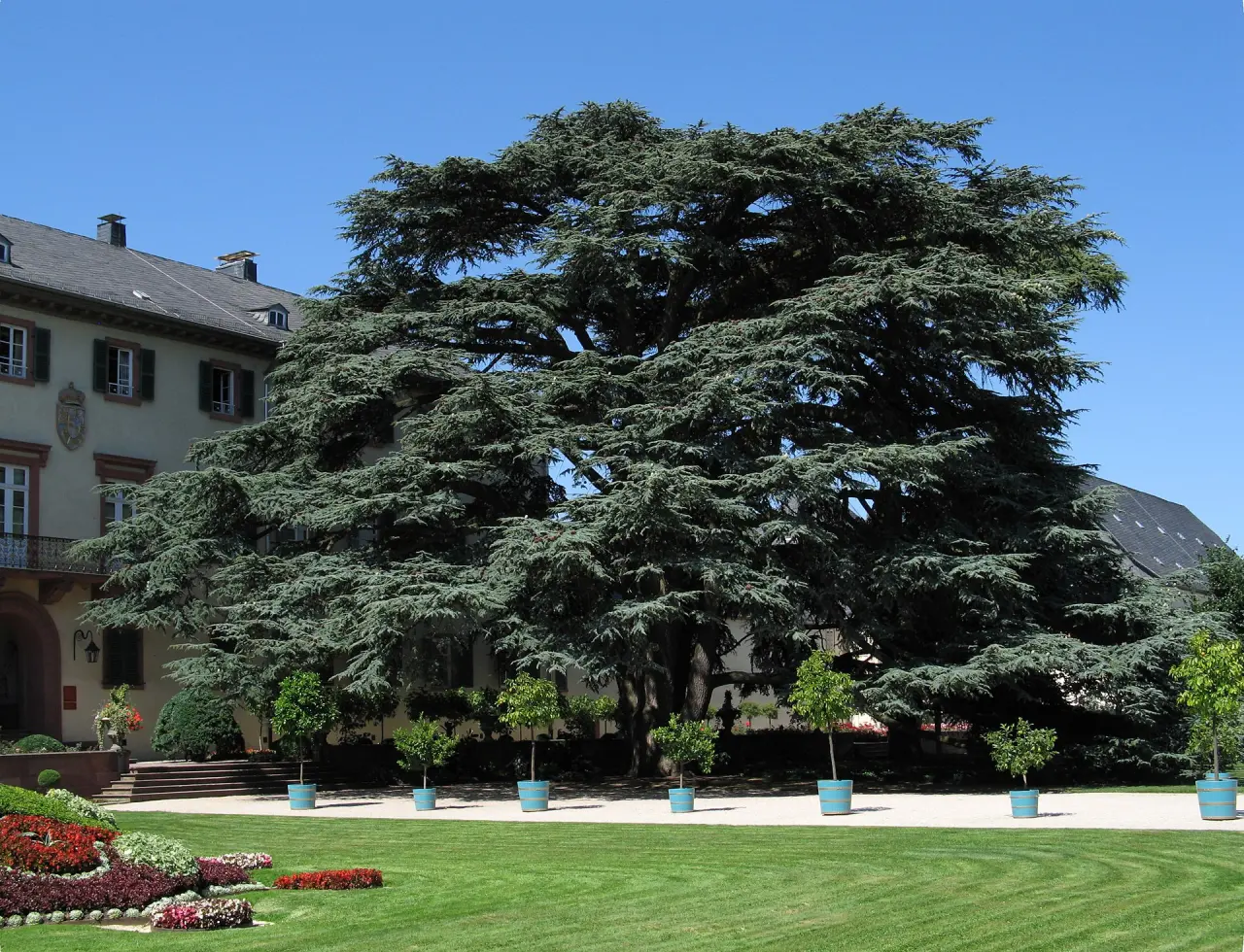 Schloss Bad Homburg