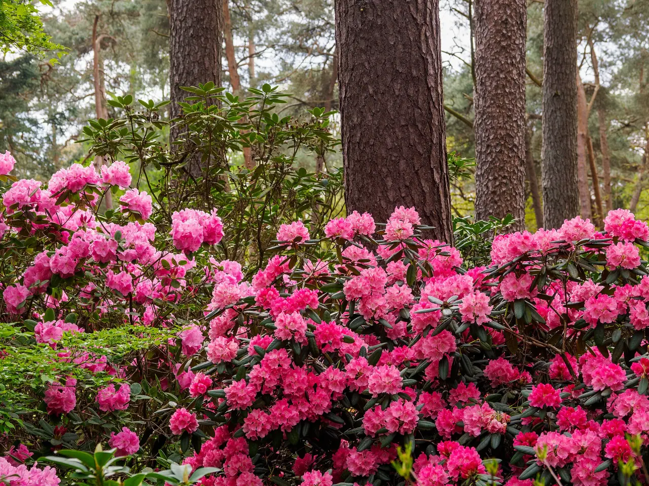 Rhododendronpark Gristede
