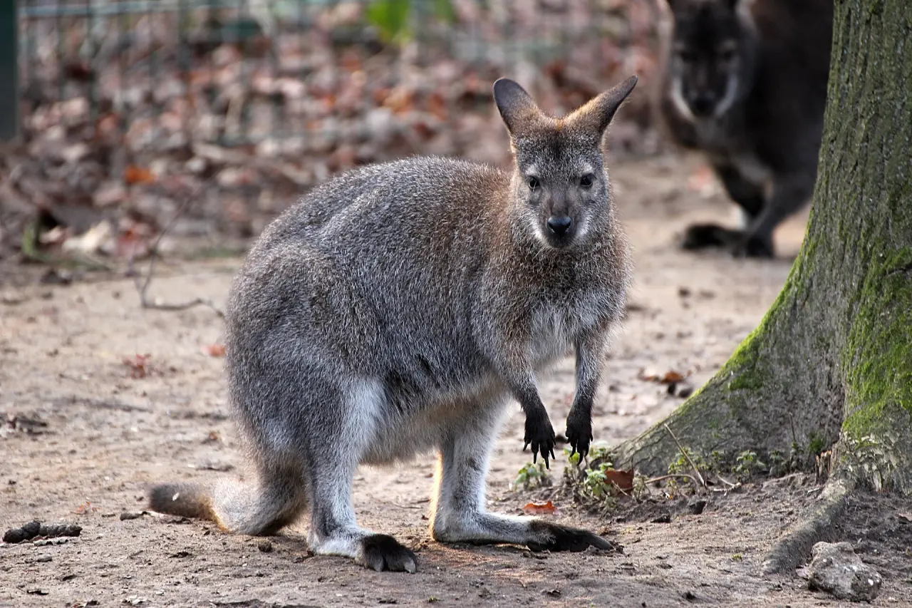 Wildpark Frankenhof