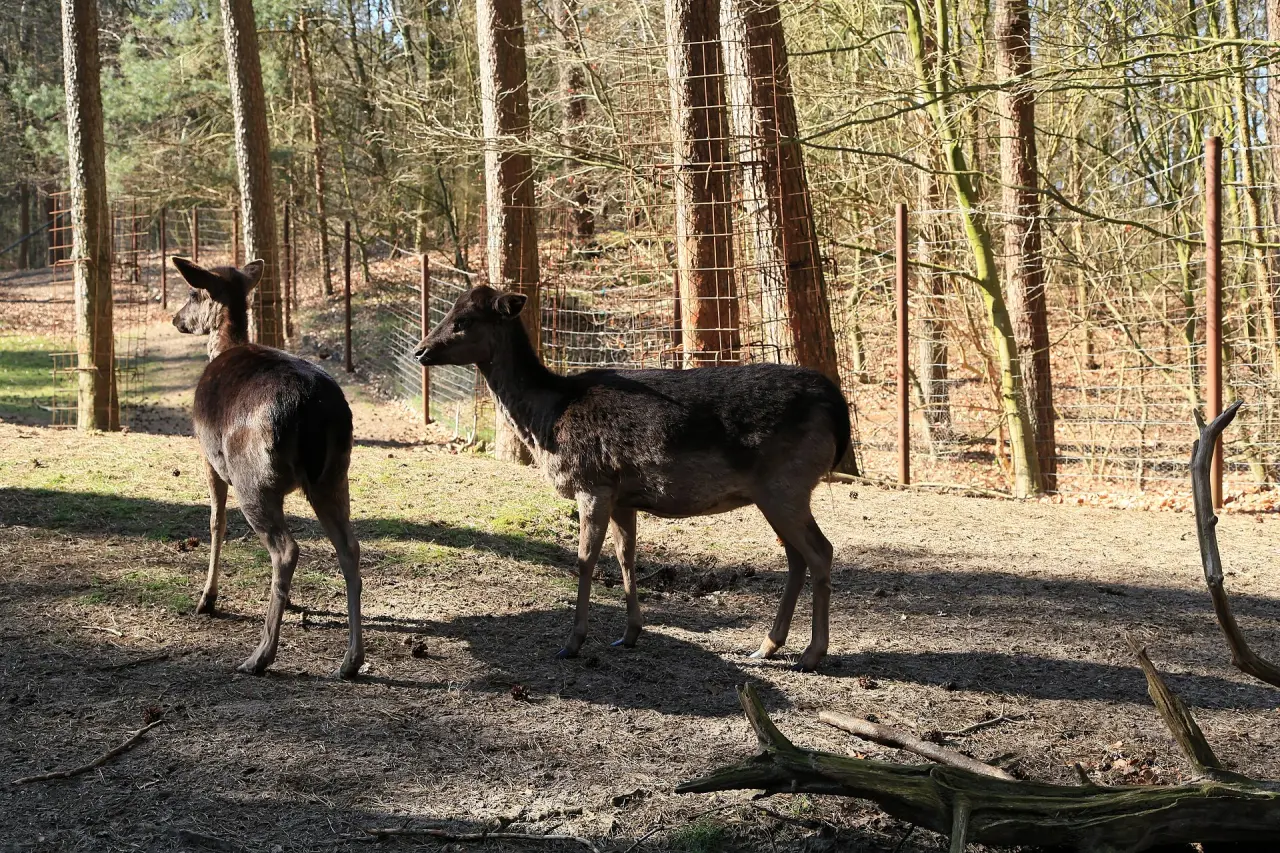 Wildgehege Haselünne
