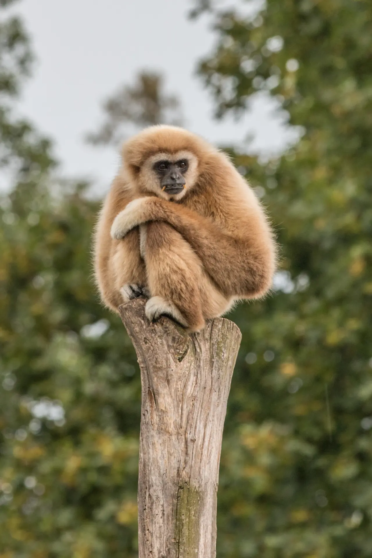 Tiergarten Schönbrunn
