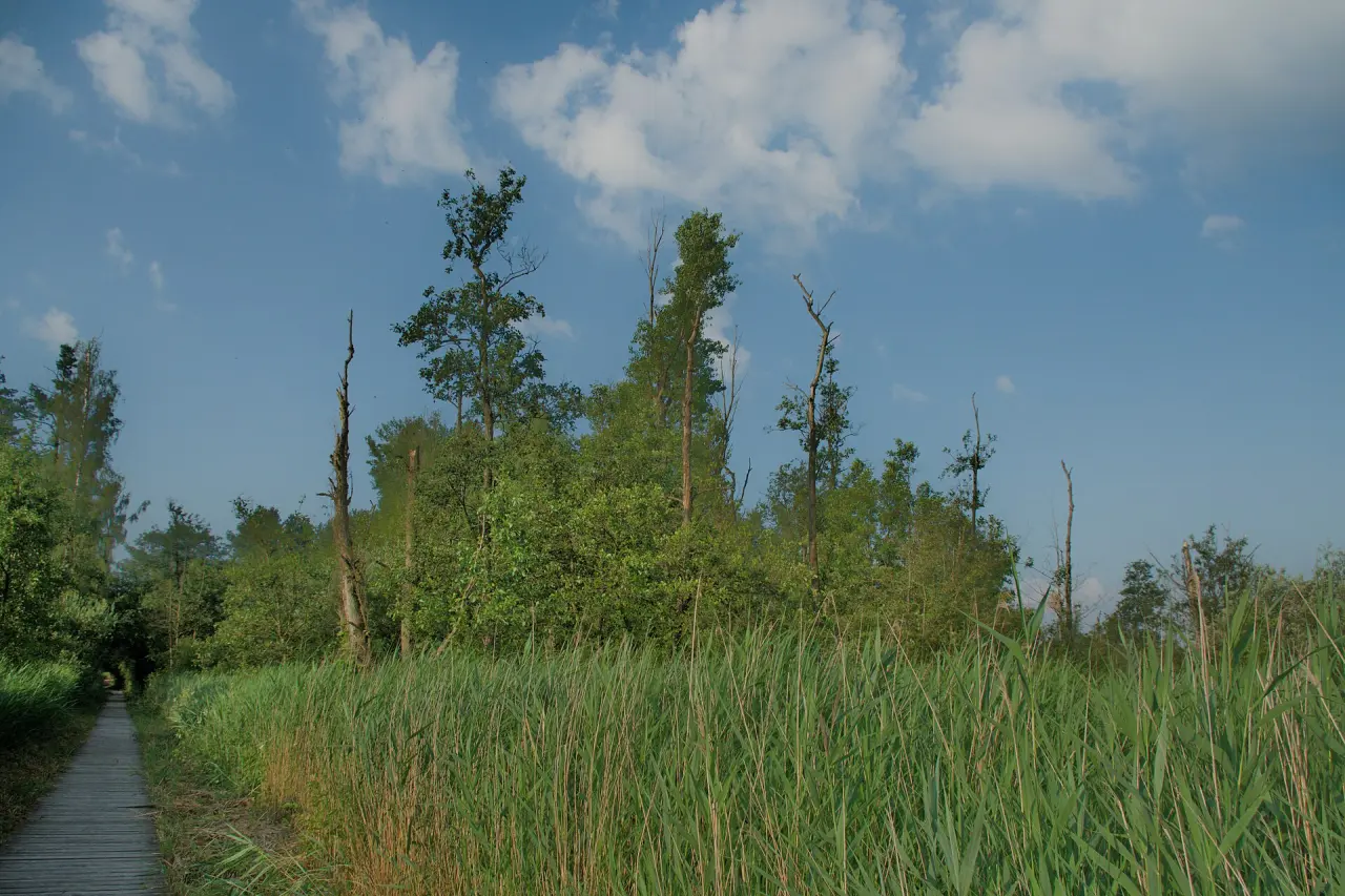 Brenner Moor