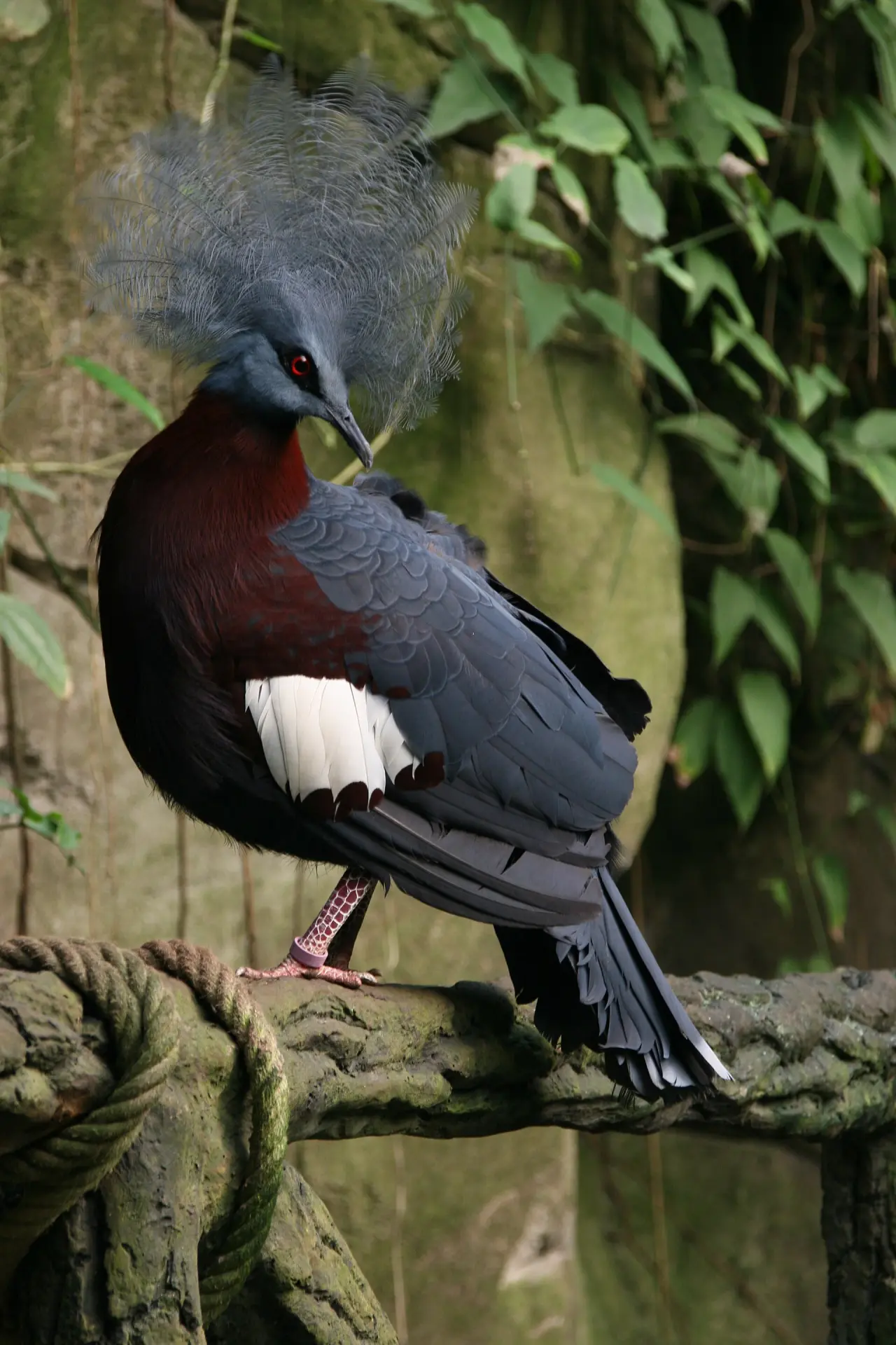 Kölner Zoo
