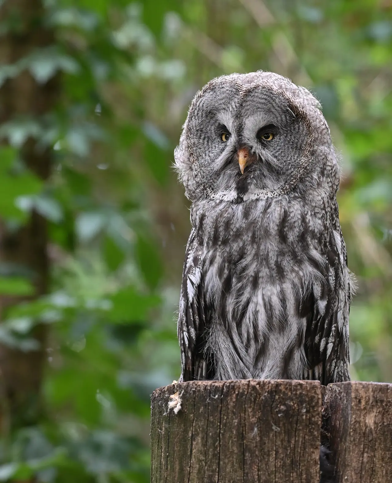 Wildpark Bad Mergentheim