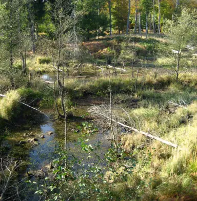 Naturpark Dübener Heide