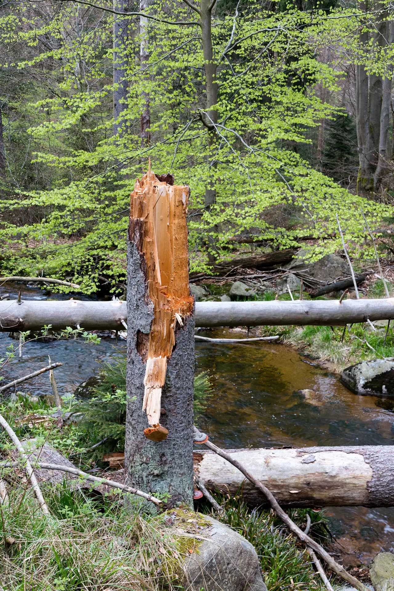Nationalpark Harz