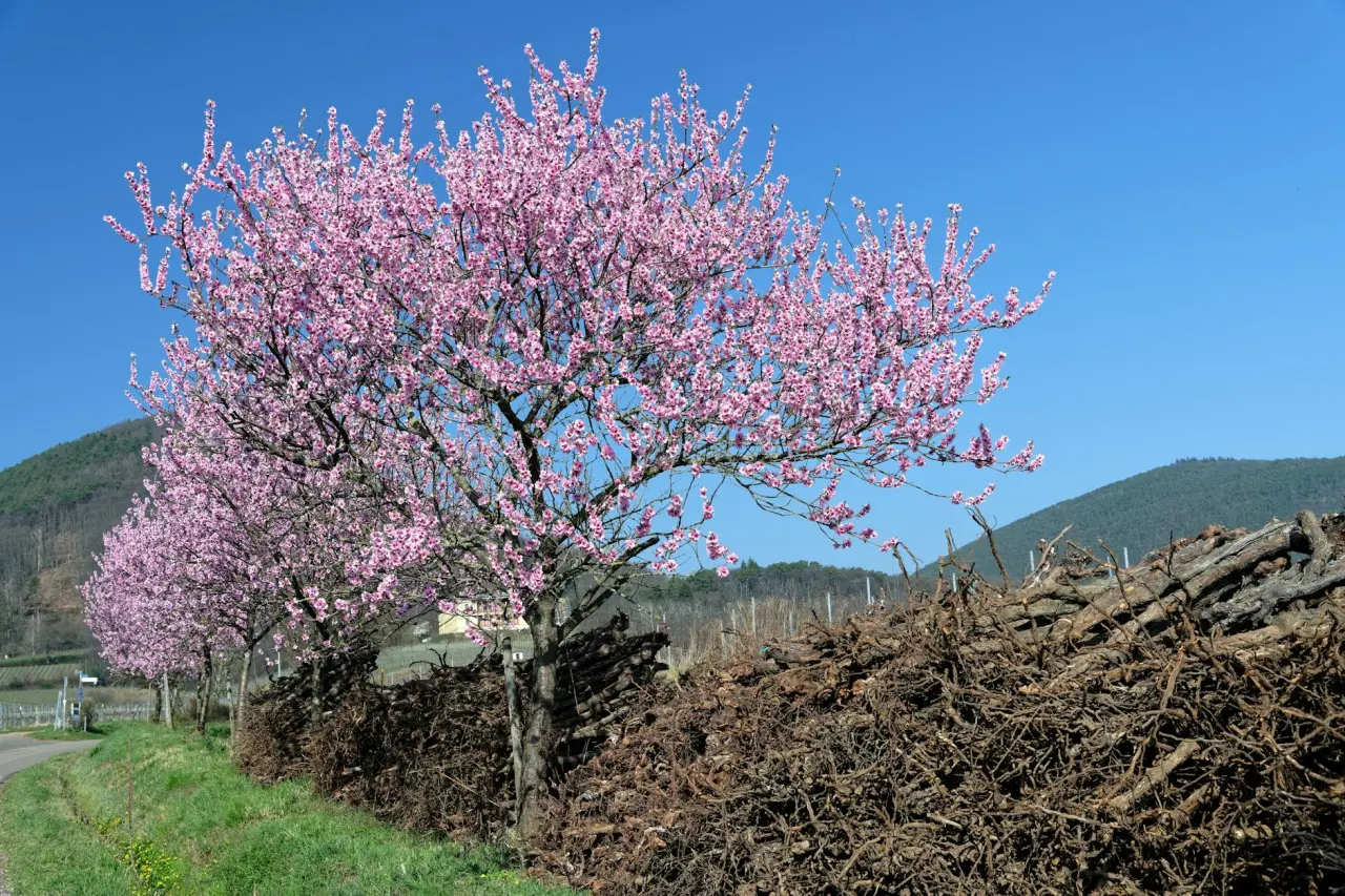 Traben-Trarbach