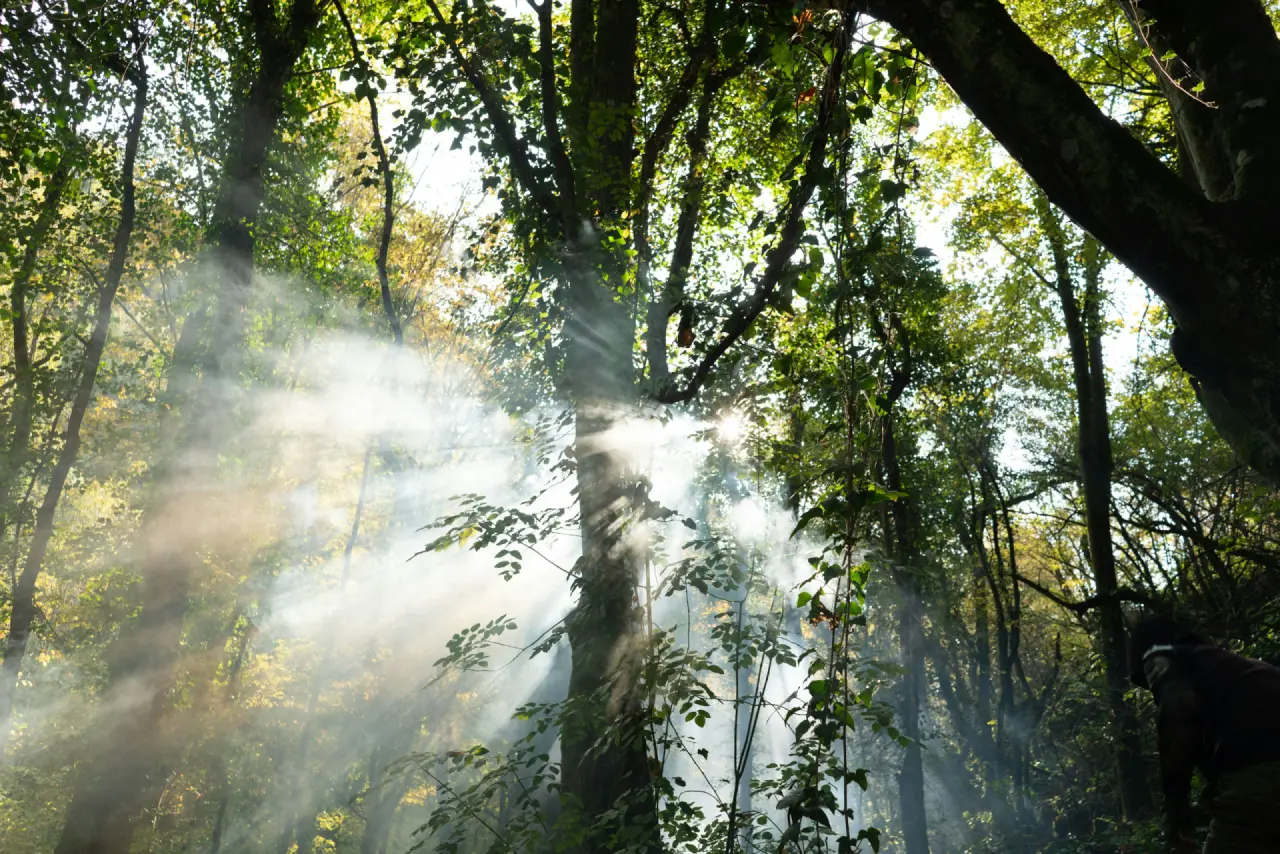 Sonnenstrahlen fallen durch Nebel in einen Laubwald