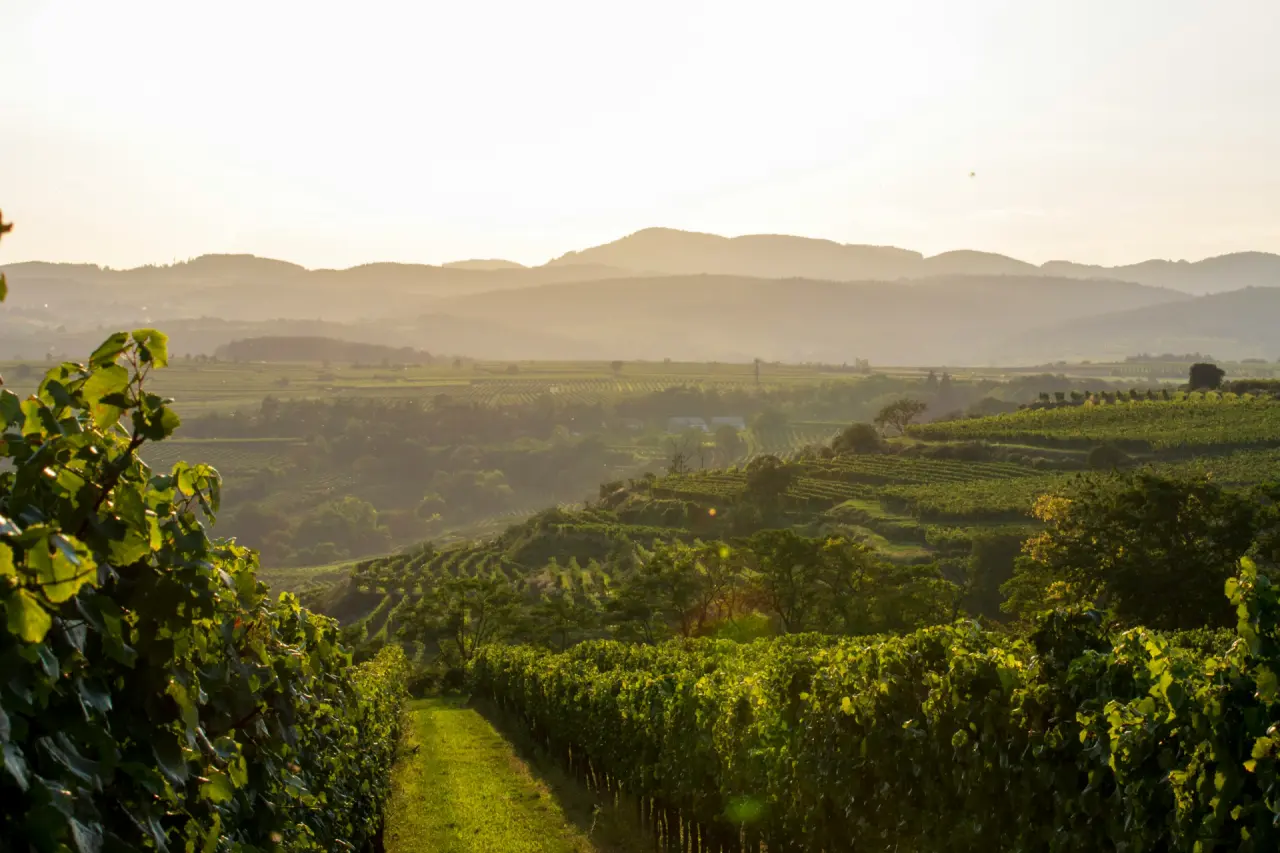 Weinberge in Hügellandschaft im Abendlicht