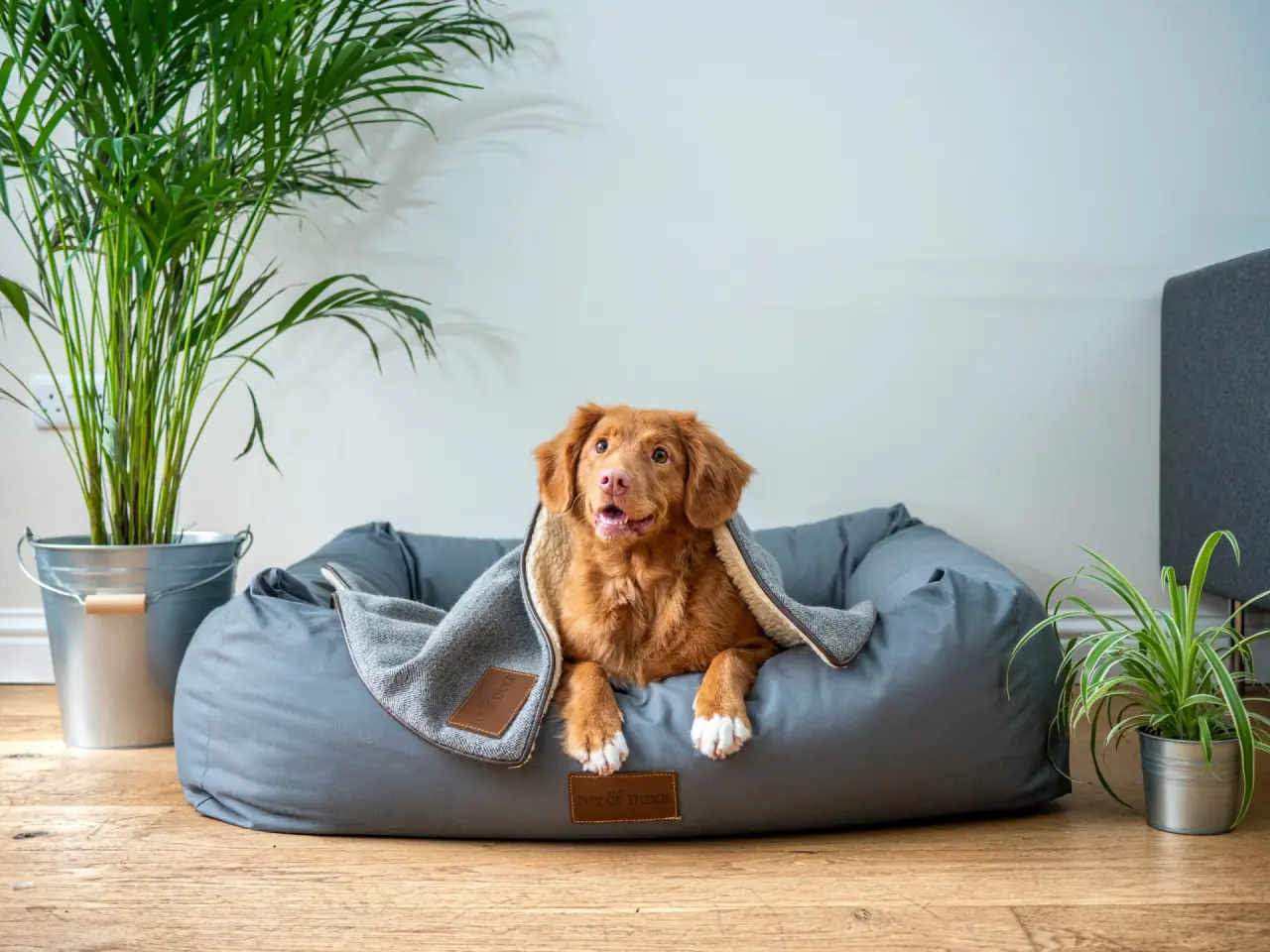 Hund liegt entspannt in einem Hundebett