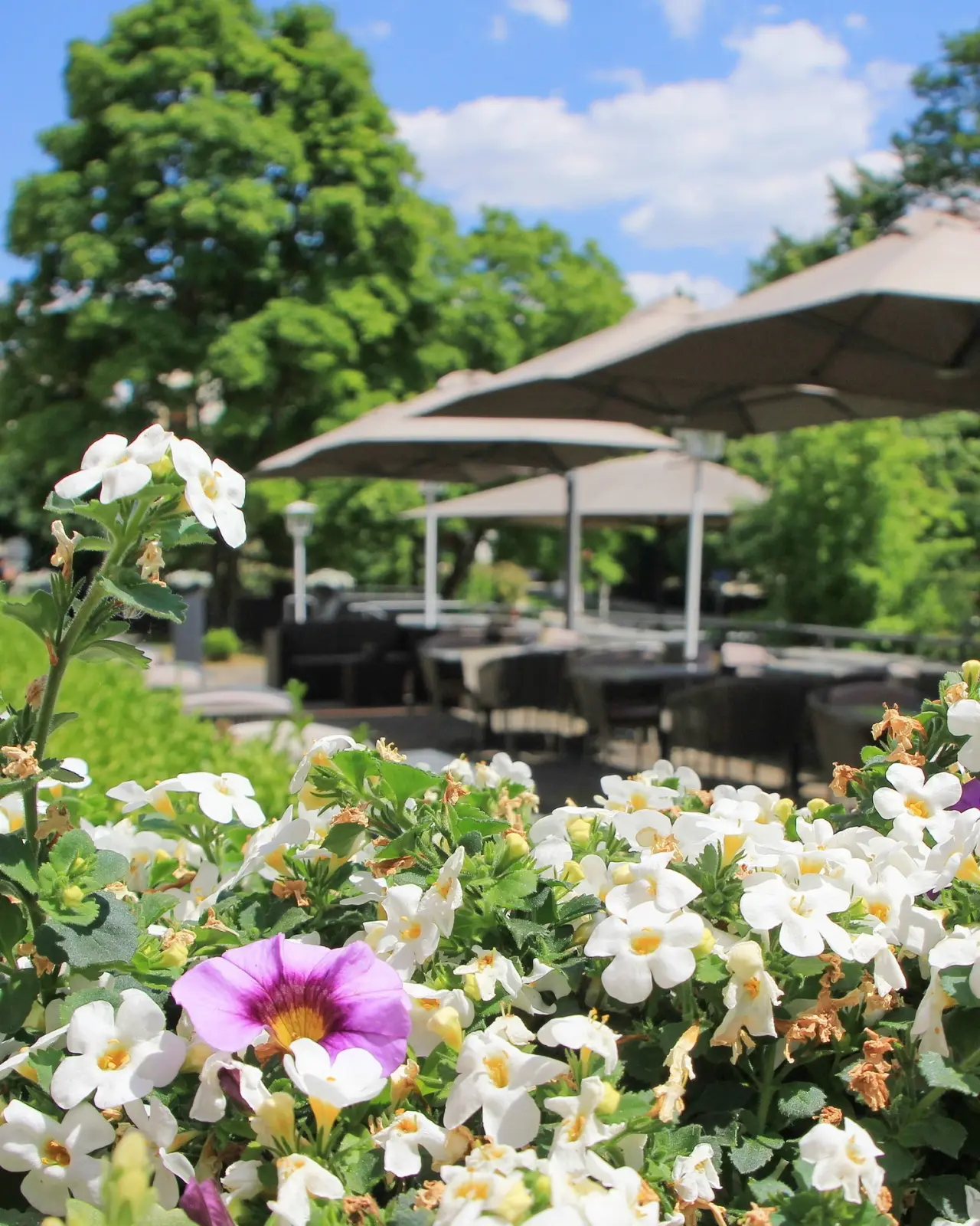 relexa hotel Bad Steben in Bad Steben – Blühende Blumen vor der Hotelterrasse im Sommer | Wellnesshotel Frankenwald