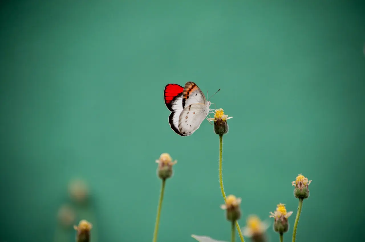 AllgäuSternHotel in Sonthofen – Schmetterling auf einer Blüte in der Natur | Wellnesshotel Allgäu