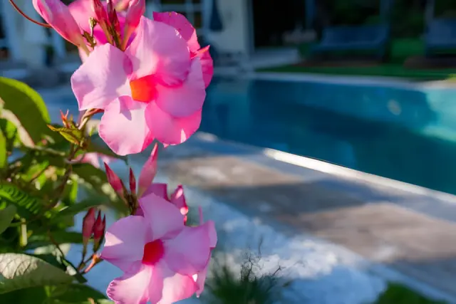 Hotel Hammerhof in Bodenmais – Blühende Blumen am Poolbereich des Hotels | Wellnesshotel Bayerischer Wald