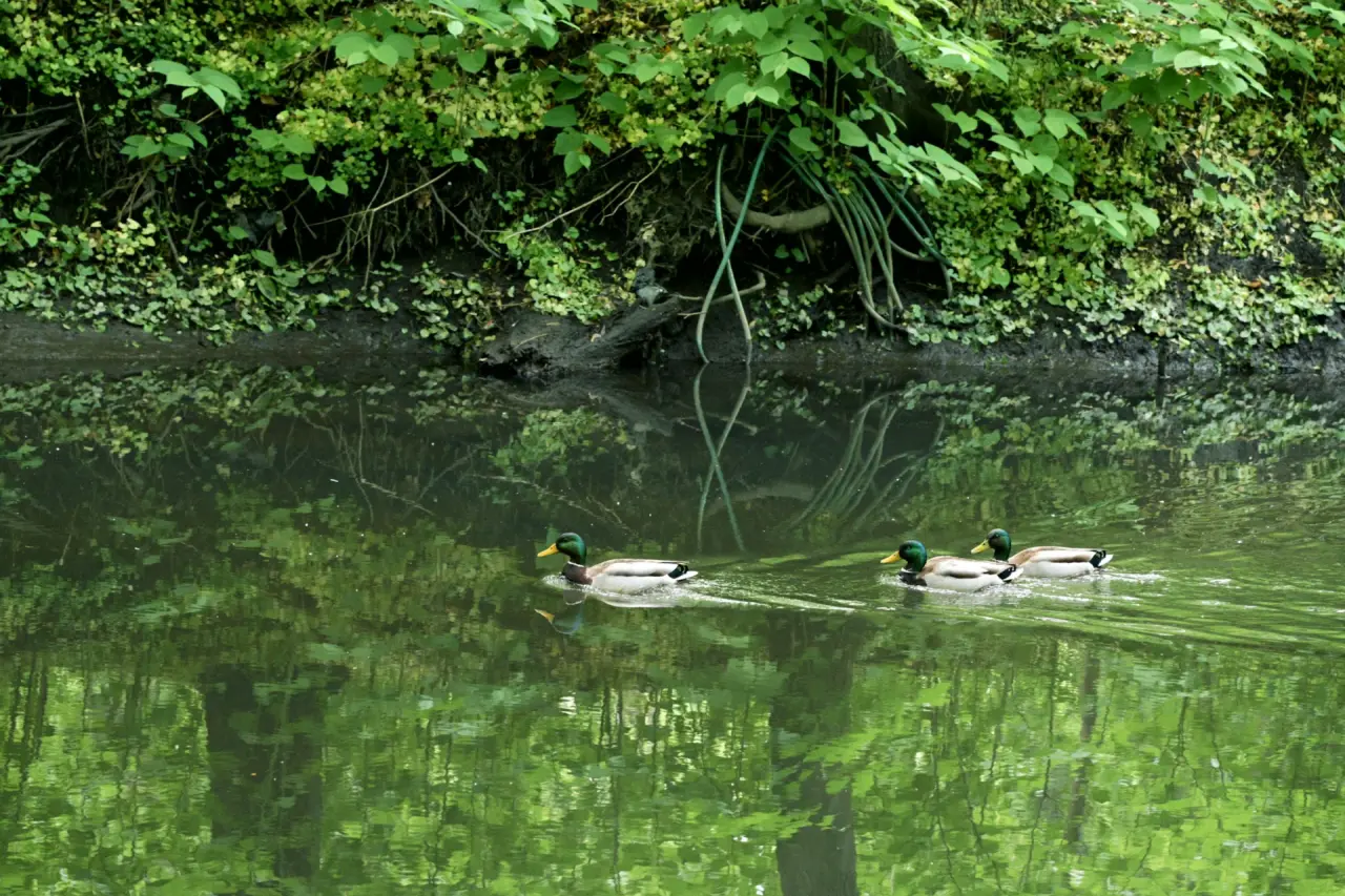 Naturbadeteich